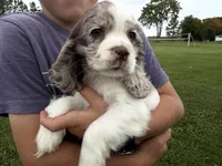 AKC Winnie, a female Cocker Spaniel for sale in Athens, WI – 7 of 10