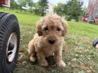 Cloudy , a female Miniature Goldendoodle for sale in Athens, WI – 9 of 10