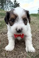 Timmy, a male Yorkshire Terrier for sale in Athens, WI – 2 of 10