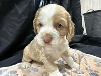Bo, a male Cocker Spaniel for sale in Athens, WI – Photo 7 of 10