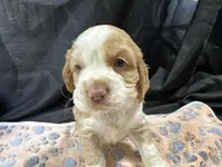Bo, a male Cocker Spaniel for sale in Athens, WI – Photo 8 of 10
