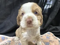 Bo, a male Cocker Spaniel for sale in Athens, WI – Photo 5 of 10