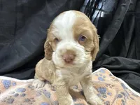 Bo, a male Cocker Spaniel for sale in Athens, WI – Photo 9 of 10