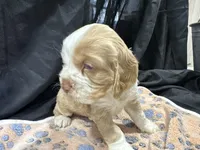 Bo, a male Cocker Spaniel for sale in Athens, WI – Photo 3 of 10