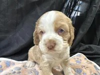 Bo, a male Cocker Spaniel for sale in Athens, WI – Photo 6 of 10