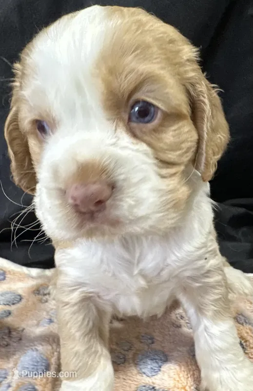 Bo – Cocker Spaniel puppy for sale in Athens, WI