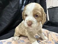 Bo, a male Cocker Spaniel for sale in Athens, WI – Photo 10 of 10