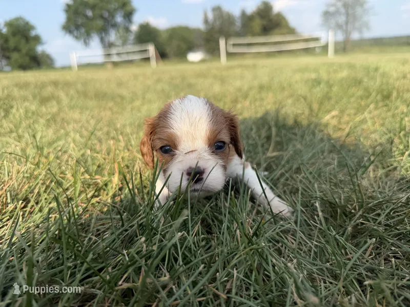 AKC Dora – Cavalier King Charles Spaniel puppy for sale in Athens, WI