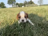 AKC Dora, a female Cavalier King Charles Spaniel for sale in Athens, WI – 1 of 4