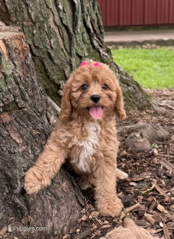 Susie – Cavapoo puppy for sale in Athens, WI