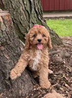 Susie, a female Cavapoo for sale in Athens, WI – 1 of 10