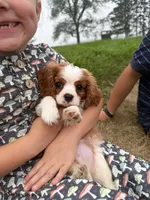 AKC Carl, a male Cavalier King Charles Spaniel for sale in Athens, WI – 4 of 10