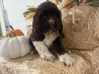 AKC Wanda , a female Cocker Spaniel for sale in Athens, WI – 5 of 10