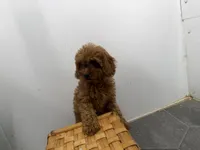 Roxy, a female Cavapoo for sale in Athens, WI – 8 of 10