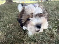 Fiona, a female Yorkshire Terrier for sale in Athens, WI – 3 of 10