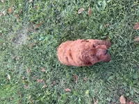 Champion, a male Miniature Goldendoodle for sale in Athens, WI – 10 of 10