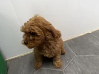 Rod, a male Cavapoo for sale in Athens, WI – 2 of 10