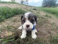 Arthur, a male Cavapoo for sale in Athens, WI – 7 of 10