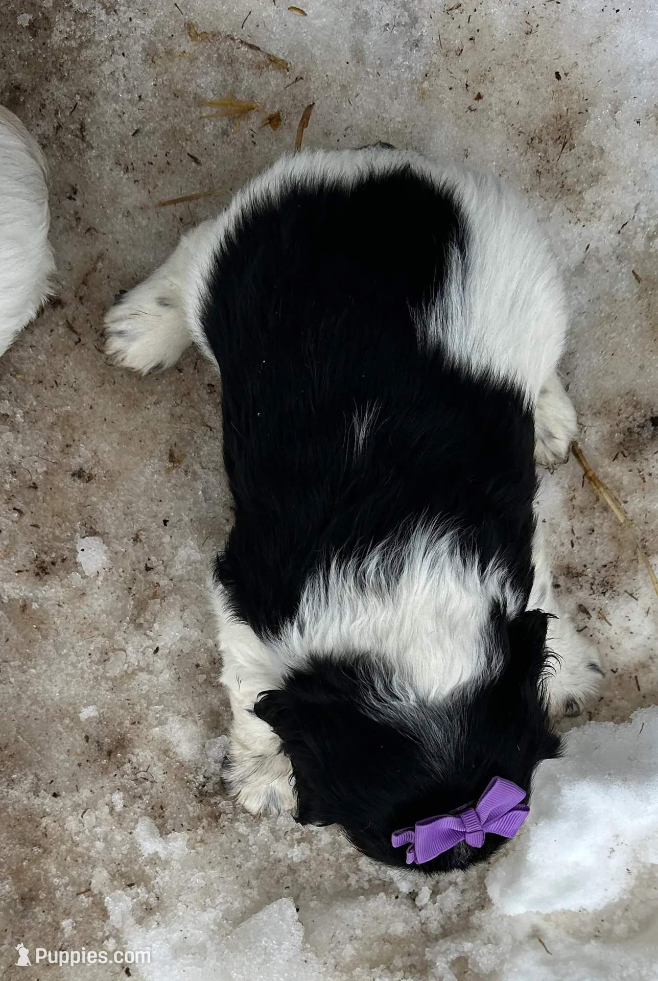 processed/b5532e8e-36a6-40e0-9840-dc4996fa709b/listing/ed5caf4d-0734-4f47-8ee8-fb8b3ac48538/071c90d2-478d-4b8b-b4e4-529f1f153fdd