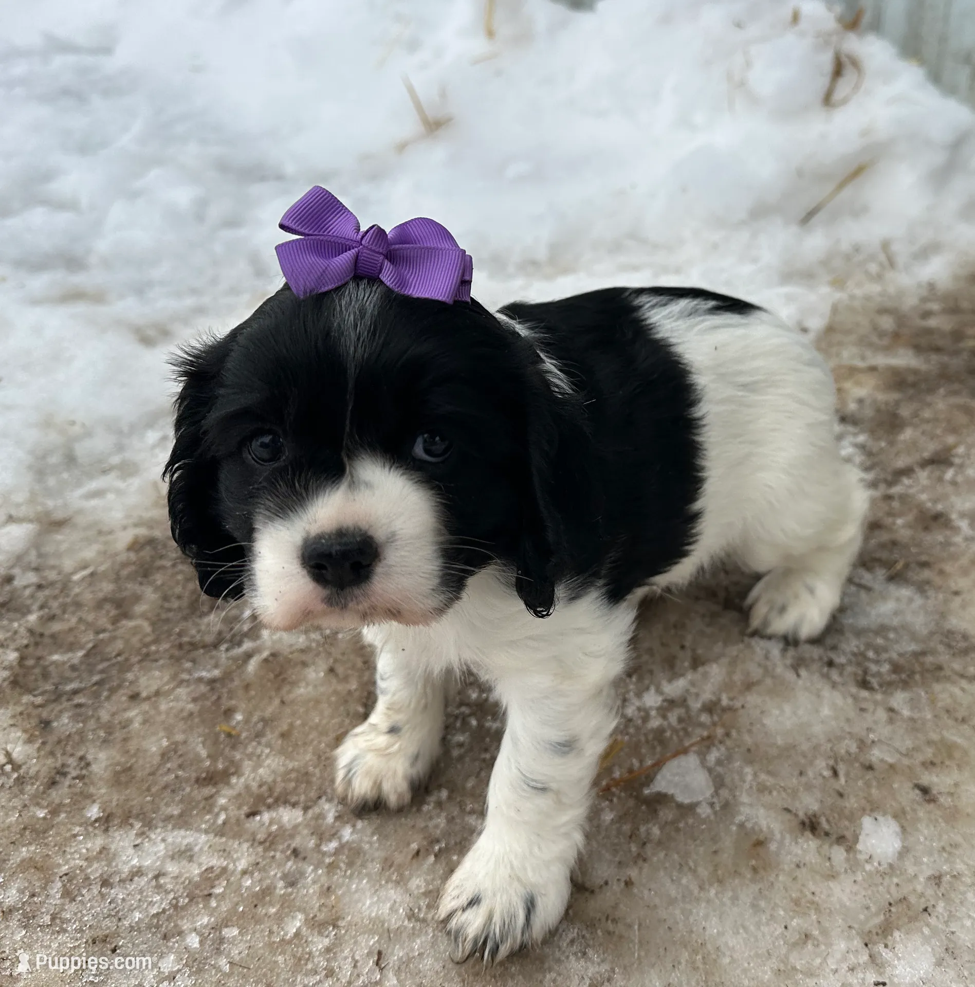 processed/b5532e8e-36a6-40e0-9840-dc4996fa709b/listing/ed5caf4d-0734-4f47-8ee8-fb8b3ac48538/153b2955-d73c-4987-a232-4c6103236d07