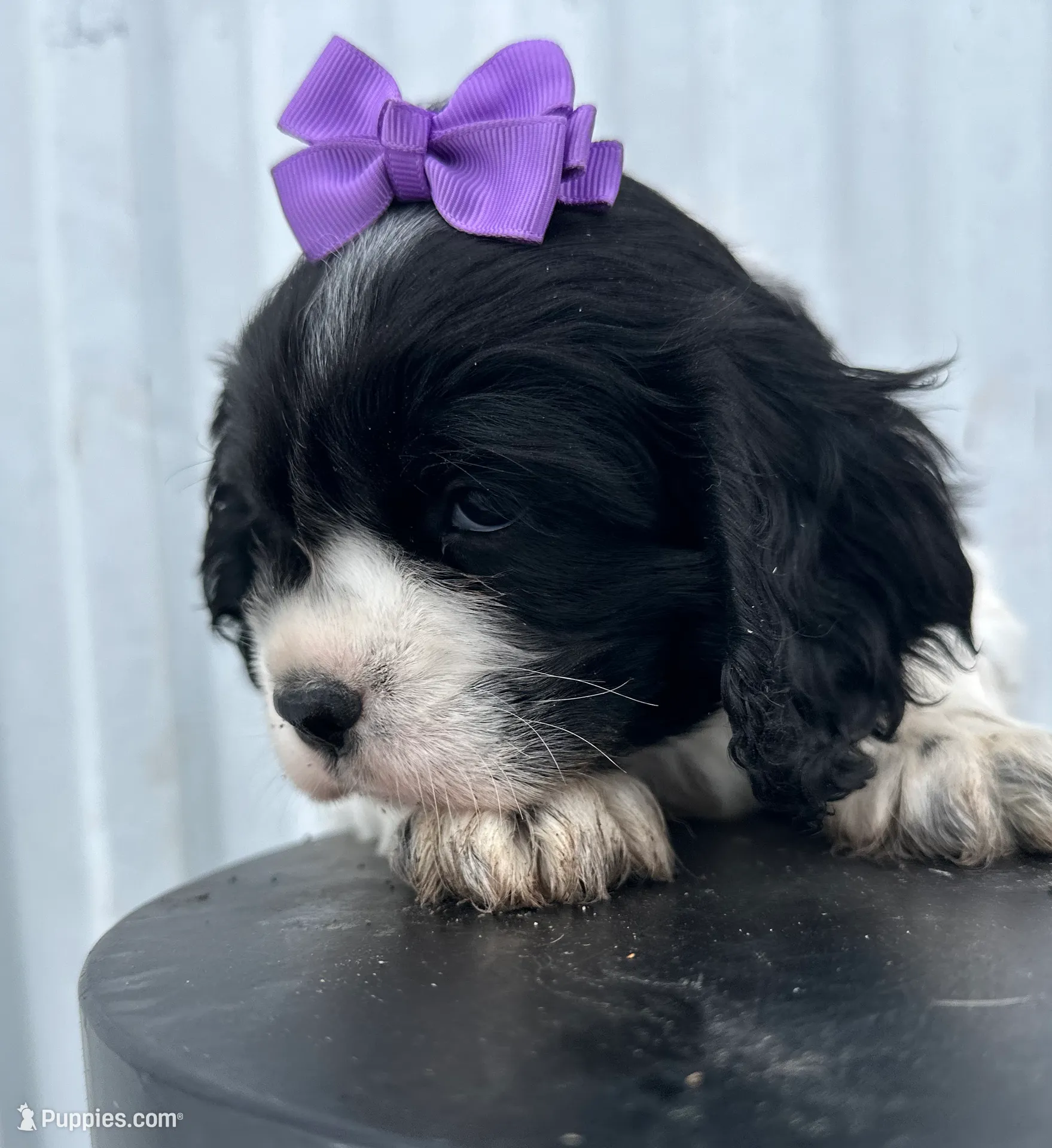 processed/b5532e8e-36a6-40e0-9840-dc4996fa709b/listing/ed5caf4d-0734-4f47-8ee8-fb8b3ac48538/38b32a96-8a2e-4471-acf7-91fcb65b5efa