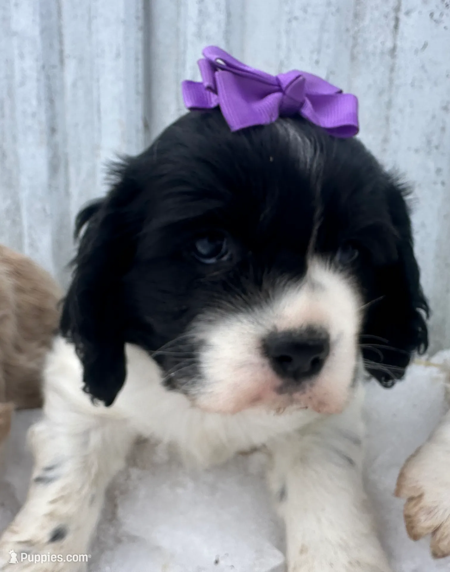 processed/b5532e8e-36a6-40e0-9840-dc4996fa709b/listing/ed5caf4d-0734-4f47-8ee8-fb8b3ac48538/6c5480f4-ff0f-46de-8bef-59f90840c99b