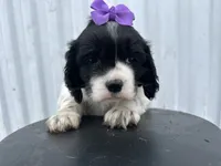 processed/b5532e8e-36a6-40e0-9840-dc4996fa709b/listing/ed5caf4d-0734-4f47-8ee8-fb8b3ac48538/f3f63f8c-f504-4f8e-a771-6d294952b1af