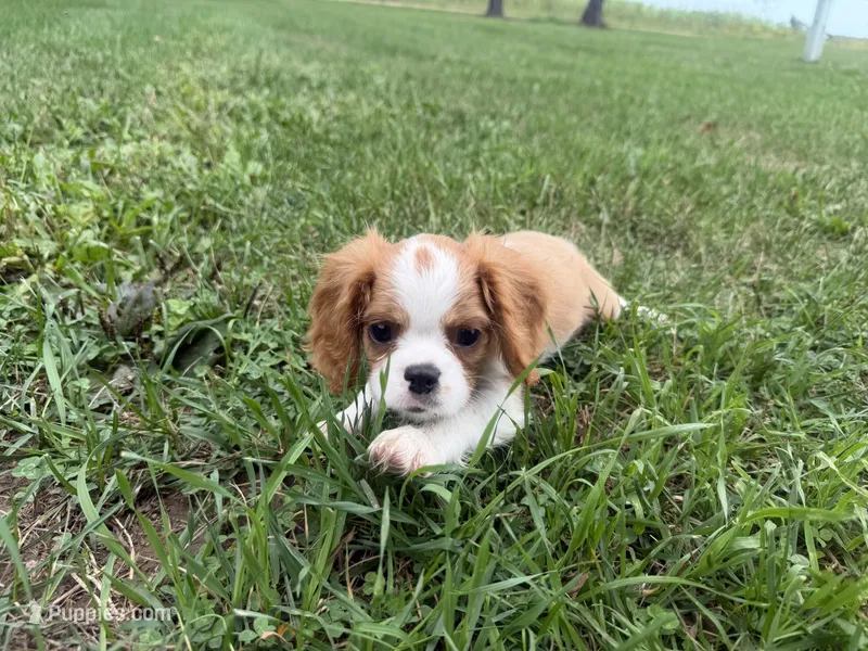 AKC Donovan – Cavalier King Charles Spaniel puppy for sale in Athens, WI
