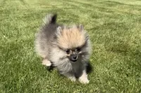 Buddy, a male Pomeranian for sale in Athens, WI – 7 of 10