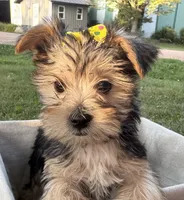 Jessie, a female Morkie for sale in Athens, WI – 8 of 10