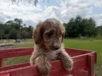 Carly, a female Miniature Goldendoodle for sale in Athens, WI – 2 of 10