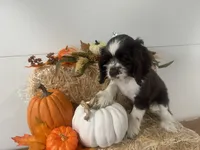 AKC Monica, a female Cocker Spaniel for sale in Athens, WI – 6 of 10