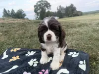 AKC Martin, a male Cocker Spaniel for sale in Athens, WI – 3 of 9