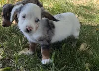 Hudson, a male Miniature Dachshund for sale in Athens, WI – 2 of 10