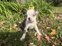 Priscilla, a female Boston Terrier for sale in Athens, WI – 5 of 10