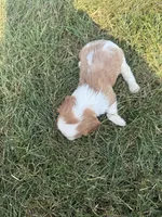 AKC Dorn, a male Cavalier King Charles Spaniel for sale in Athens, WI – 6 of 7
