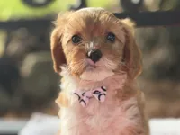 Elvis , a male Cavapoo for sale in Athens, WI – 2 of 10