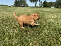 AKC Dixie, a female Cavalier King Charles Spaniel for sale in Athens, WI – 10 of 10