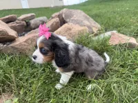 Laken, a female Cavalier King Charles Spaniel for sale in Athens, WI – 8 of 10