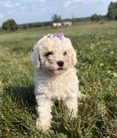 Eve, a female Poodle - Toy  for sale in Athens, WI – 6 of 10