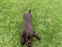 AKC Maverick , a male Cocker Spaniel for sale in Athens, WI – 7 of 10