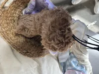 Priscilla, a female Poodle - Miniature  for sale in Athens, WI – Photo 7 of 10