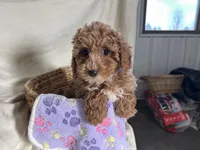 Priscilla, a female Poodle - Miniature  for sale in Athens, WI – Photo 4 of 10