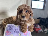 Priscilla, a female Poodle - Miniature  for sale in Athens, WI – Photo 5 of 10