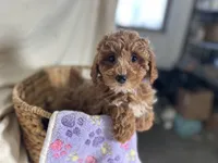 Priscilla, a female Poodle - Miniature  for sale in Athens, WI – Photo 1 of 10