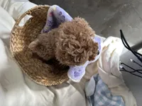 Priscilla, a female Poodle - Miniature  for sale in Athens, WI – Photo 3 of 10