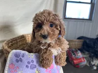 Priscilla, a female Poodle - Miniature  for sale in Athens, WI – Photo 10 of 10