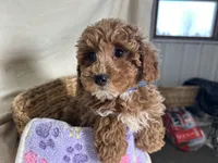 Priscilla, a female Poodle - Miniature  for sale in Athens, WI – Photo 8 of 10