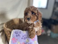 Priscilla, a female Poodle - Miniature  for sale in Athens, WI – Photo 2 of 10