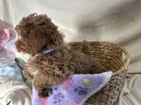 Priscilla, a female Poodle - Miniature  for sale in Athens, WI – Photo 9 of 10